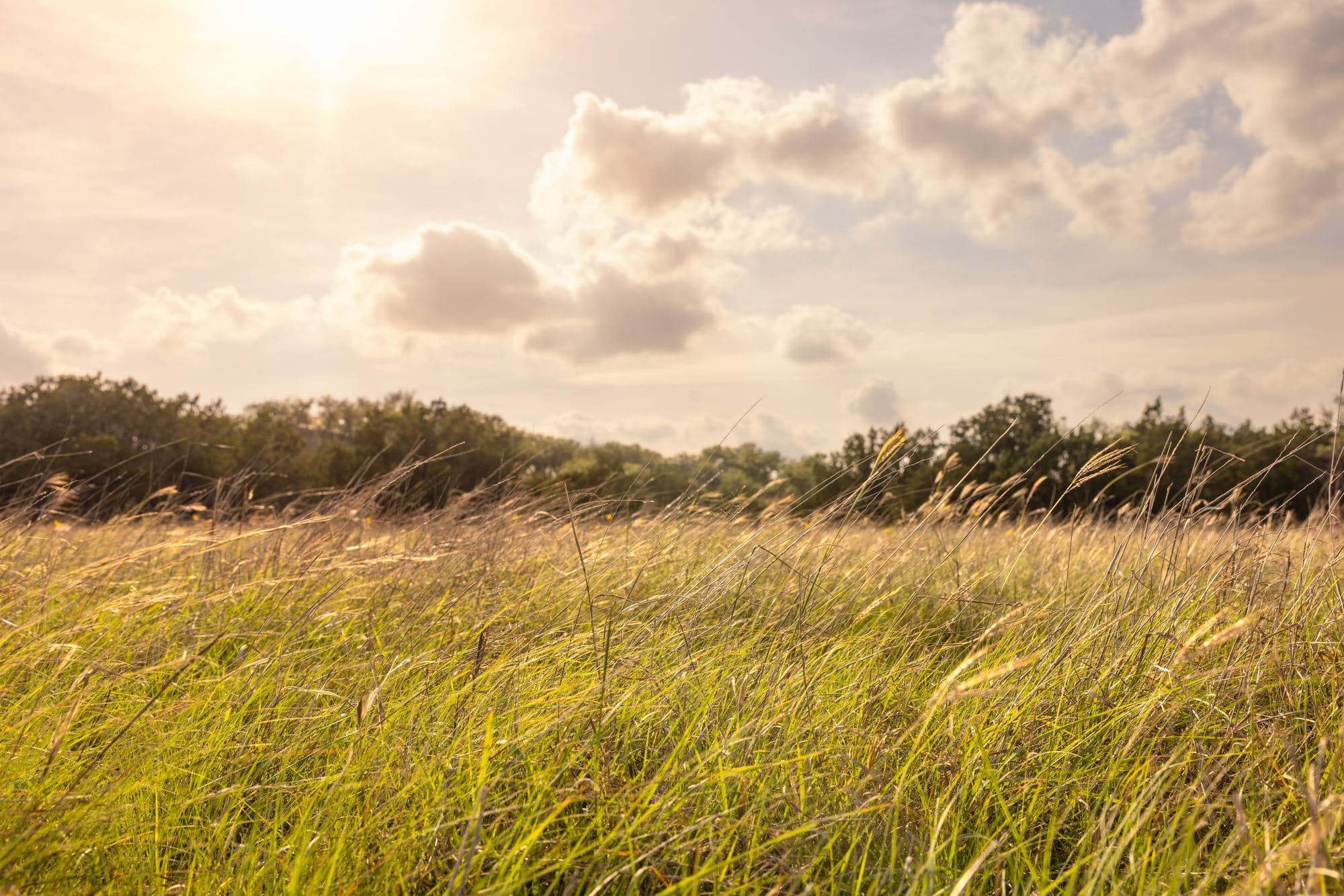 Tall golden grass in warm evening light