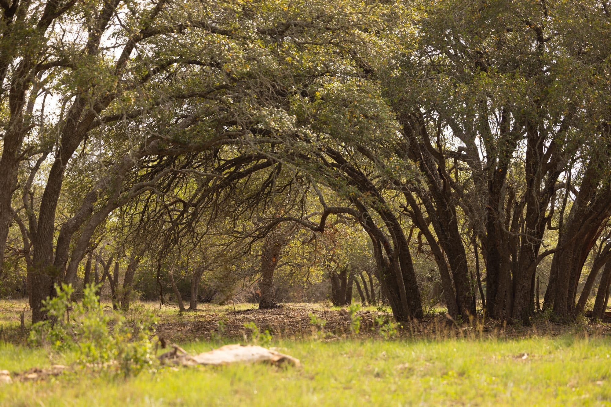 Live oak trees with sweeping branches over green Hill Country pasture