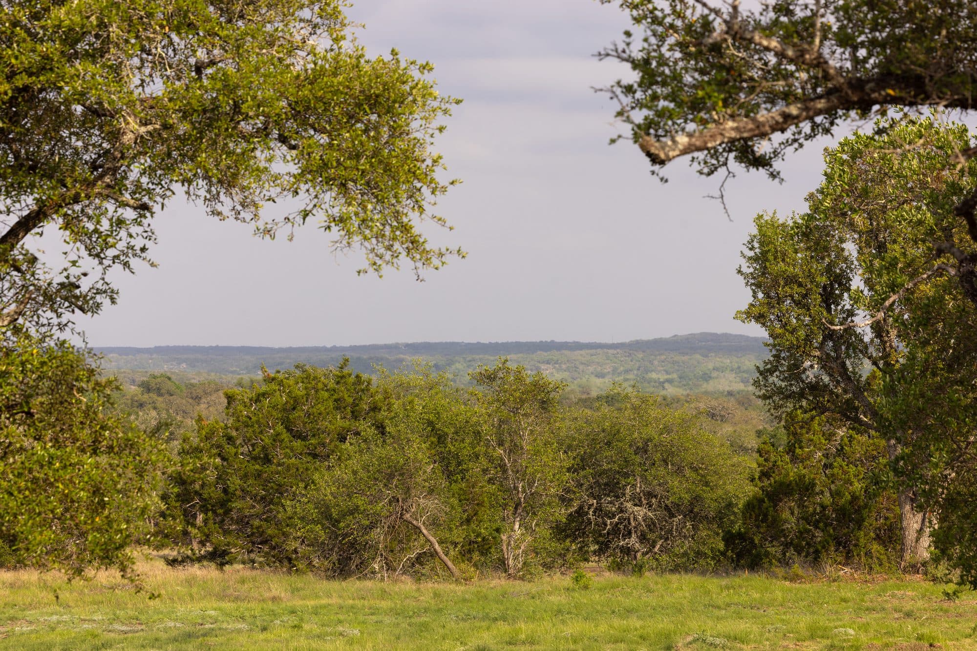 Long Hill Country view framed by oak trees
